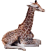Visite d'un Zoo